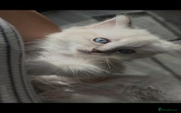 Ragdoll cats for sale: Ragdoll kittens ready to go! - Image 10