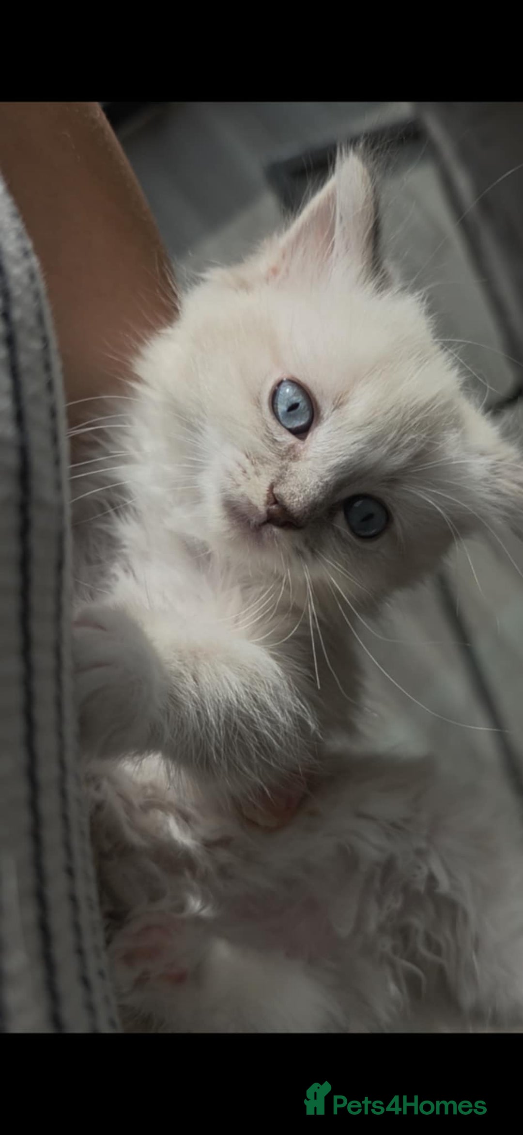 Ragdoll cats for sale: Ragdoll kittens ready to go! - Image 10