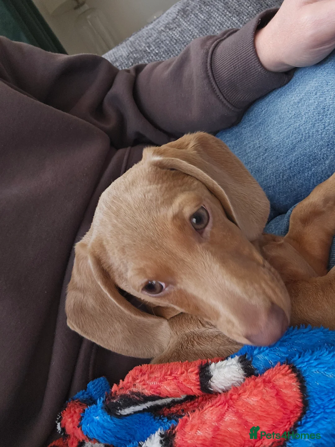 Miniature Dachshund dogs for sale: 5 month old miniature Dachshund male in Swansea - Advert 1