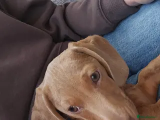 Miniature Dachshund dogs 5 month old miniature Dachshund male in Swansea - Advert 1