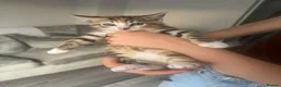 Mixed Breed cats for sale: Gorgeous kittens, mum is half rag doll. in Preston - Advert 2