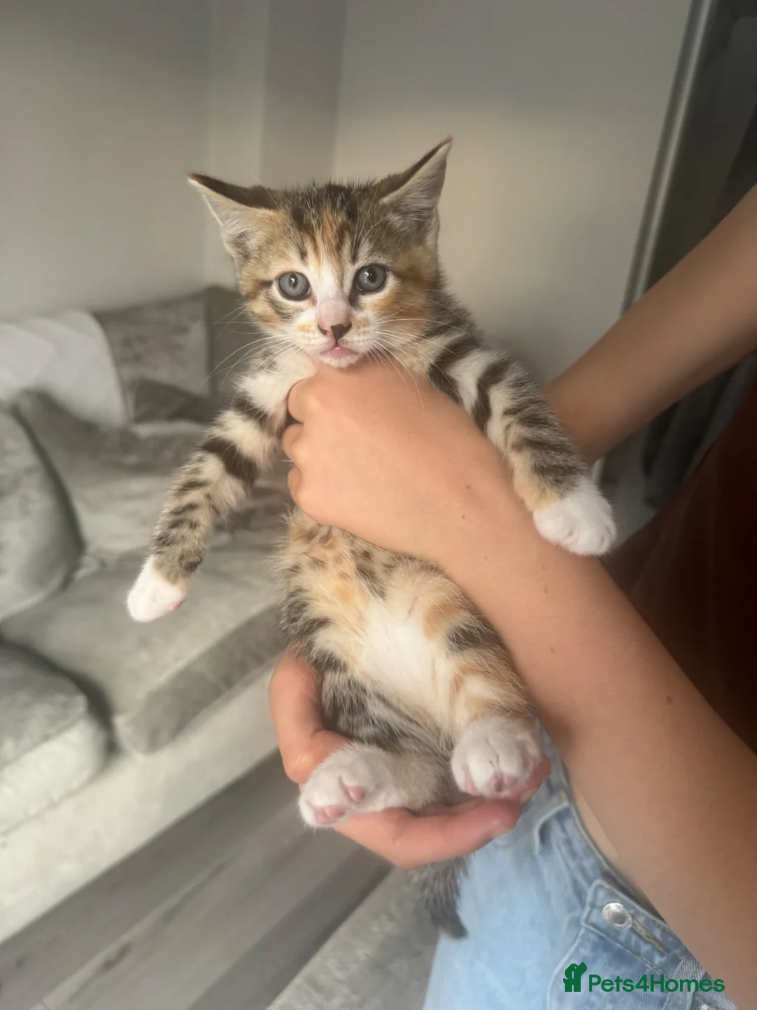 Mixed Breed cats for sale: Gorgeous kittens, mum is half rag doll. in Preston - Advert 2