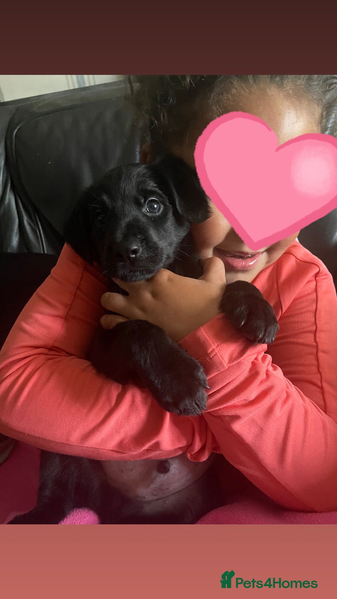 Mixed Breed dogs for sale: Mother cocker spaniel father German Shepherd - Image 5