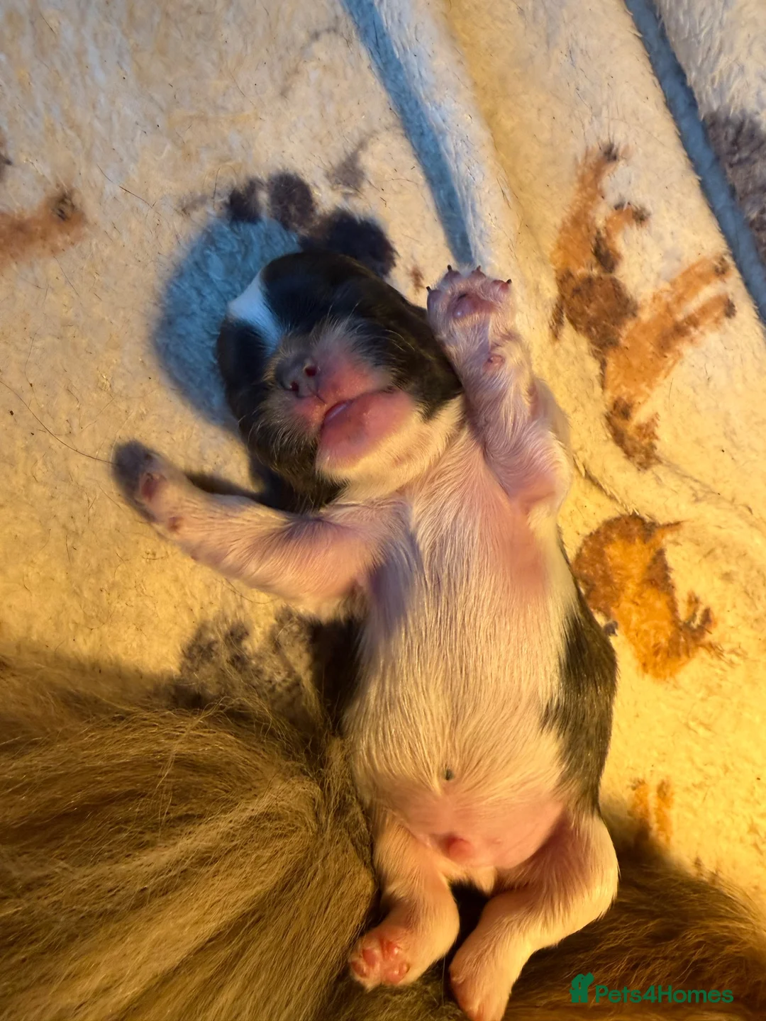 Pekingese dogs for sale: Pure Pekingese Puppies  - Advert 2