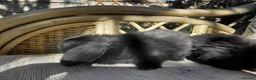 Mini Lop rabbits for sale: mini lops - Advert 11
