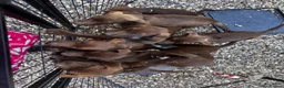 German Shorthaired Pointer dogs for sale: German pointer pups - Advert 8