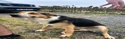 Border Collie dogs for sale: Border Collie 1 year old in Dolgellau - Advert 6