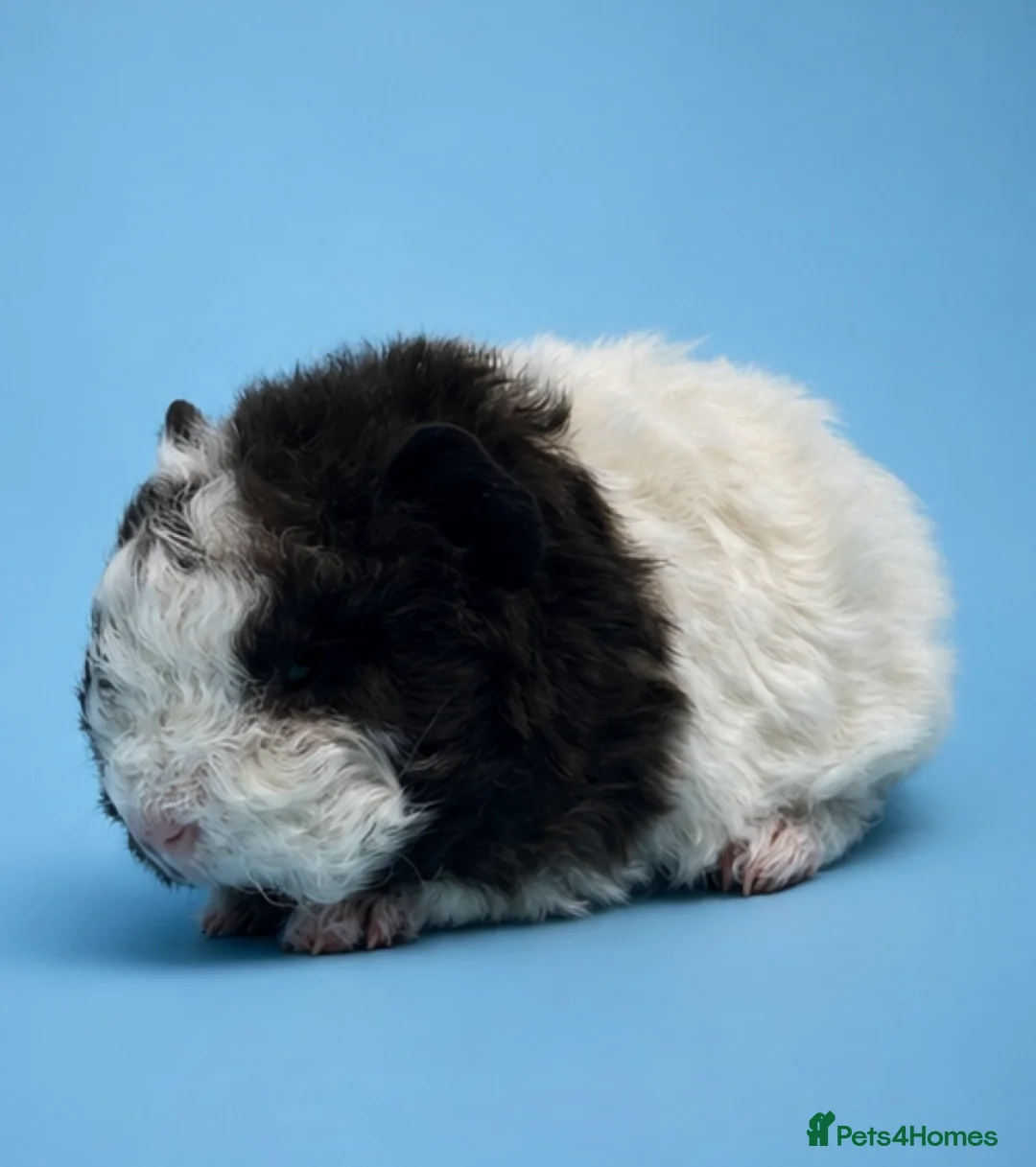 Guinea Pig rodents for sale: 2 gorgeous boy guinea pigs  in Yeovil - Advert 2