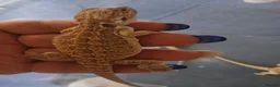 Bearded Dragon reptiles for sale: Baby bearded dragons  - Advert 24