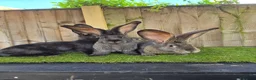 Continental Giant rabbits for sale: Continental Giants  - Advert 7