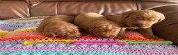 Labrador Retriever dogs for sale: Icon puppies available Dark Red Labradors  - Advert 6