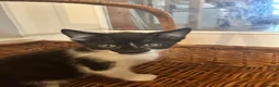 Mixed Breed cats for sale: Beautiful short-haired black and white kittens in Sudbury - Advert 19
