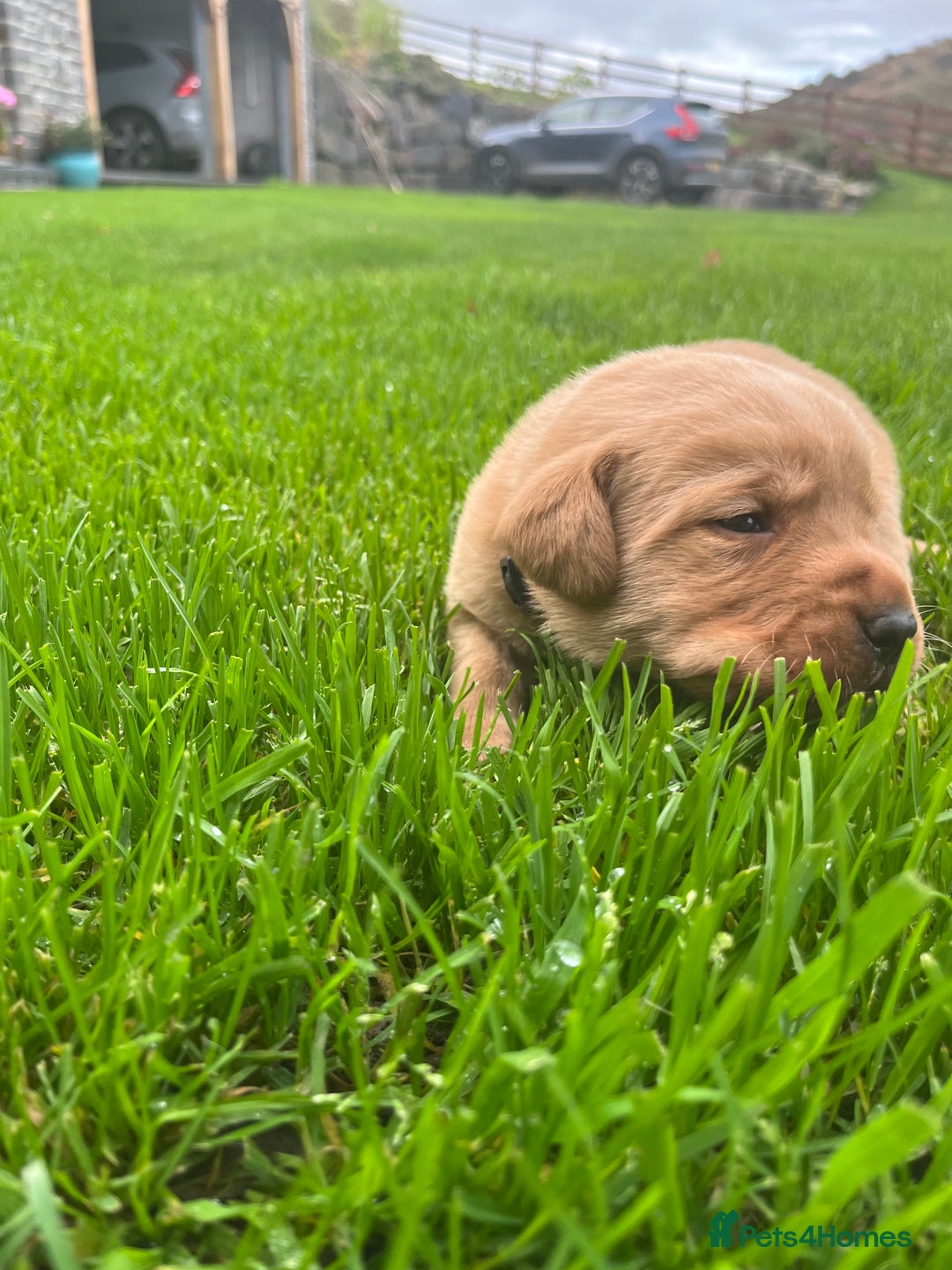 Labrador Retriever dogs for sale: KC Registered Fox Red Labrador puppies - Image 9