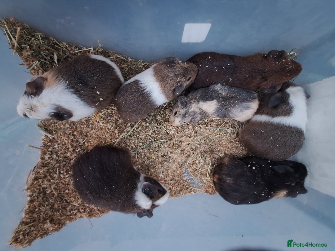 Guinea Pig rodents for sale: Baby male guinea pigs for sale £25 each  - Advert 13