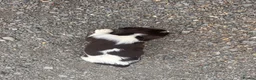English Springer Spaniel dogs for sale: Working English Springer Spaniel Puppies - Advert 8