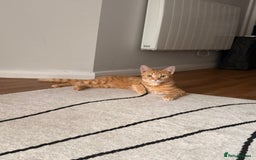 Bengal cats for sale: Bengal Kitten  - Image 5