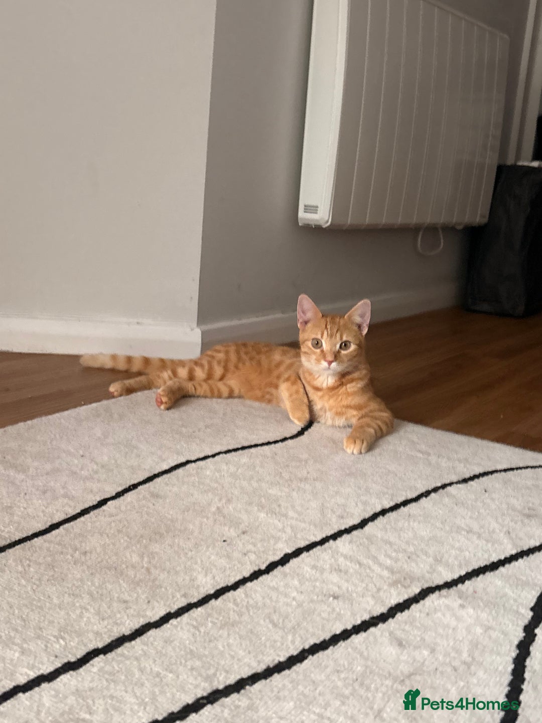 Bengal cats for sale: Bengal Kitten  - Image 5