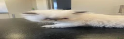 Persian cats for sale: Beautiful PURE Persian Kittens 5 Available  🐾❤️ - Advert 7