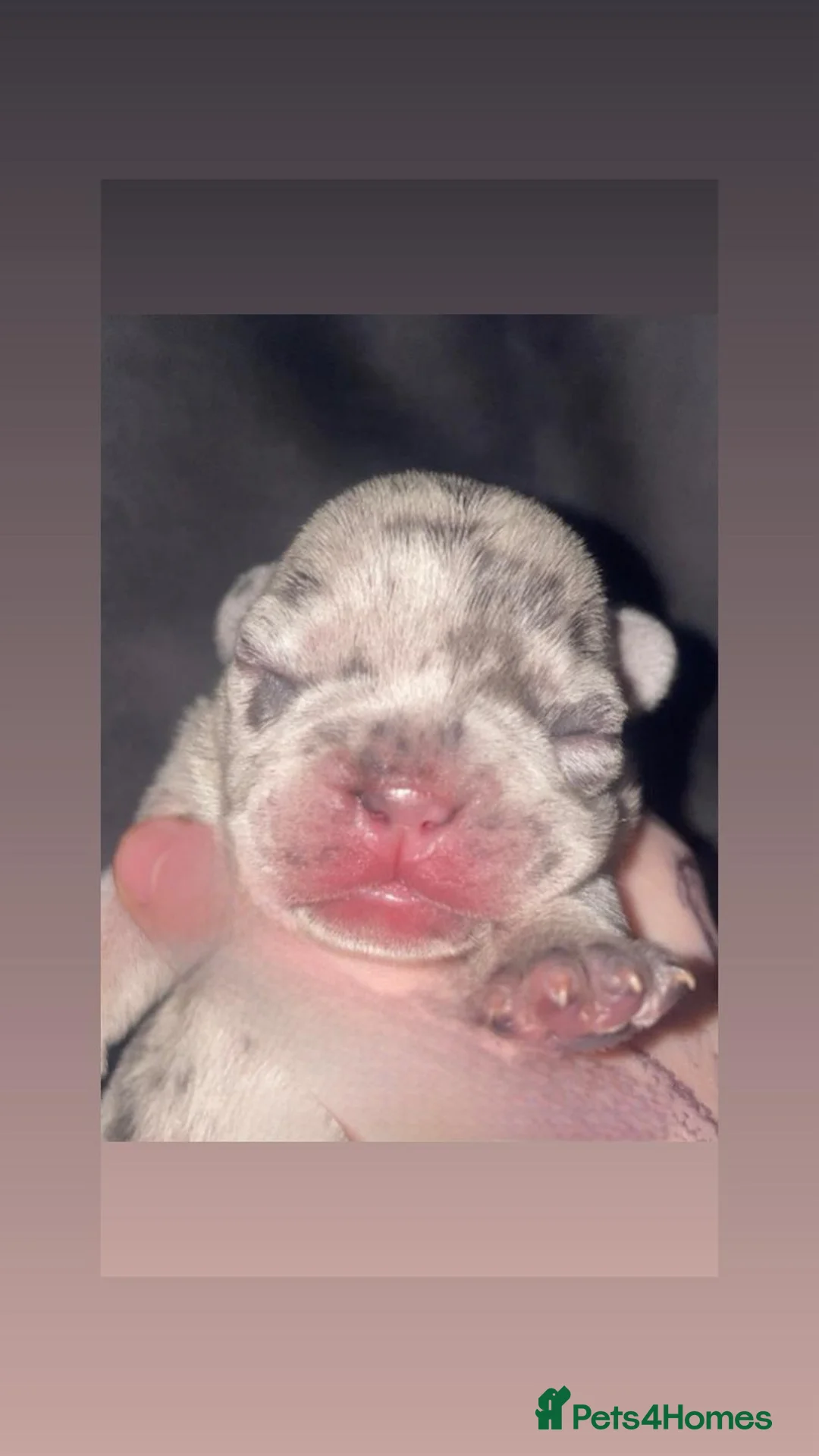 French Bulldog dogs for sale: 3 gorgeous french bulldog puppies - Advert 12