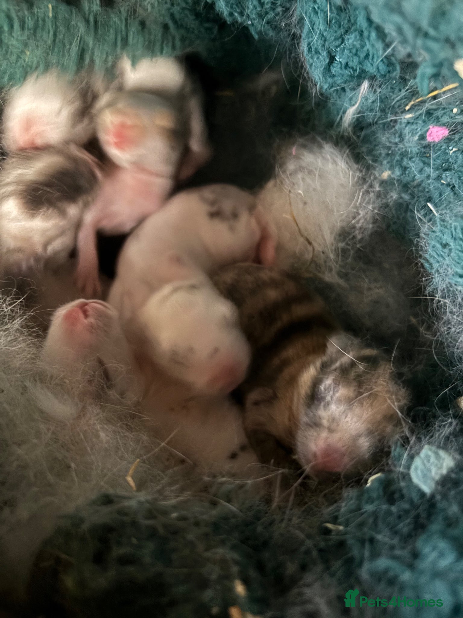 Mini Lop rabbits 6 mini lops  - Advert 2