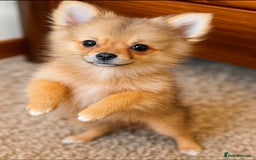 Pomeranian dogs for sale: Tilly the Show quality Pomeranian.  - Image 5
