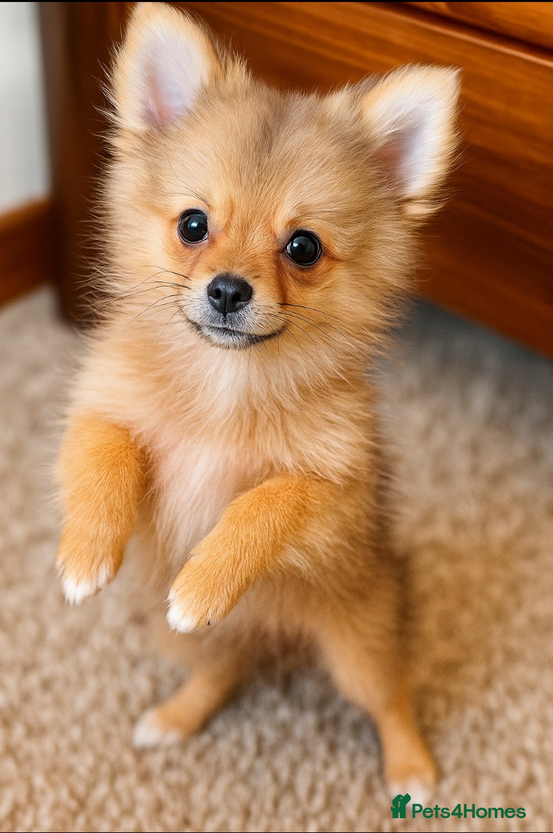 Pomeranian dogs for sale: Tilly the Show quality Pomeranian.  - Image 5