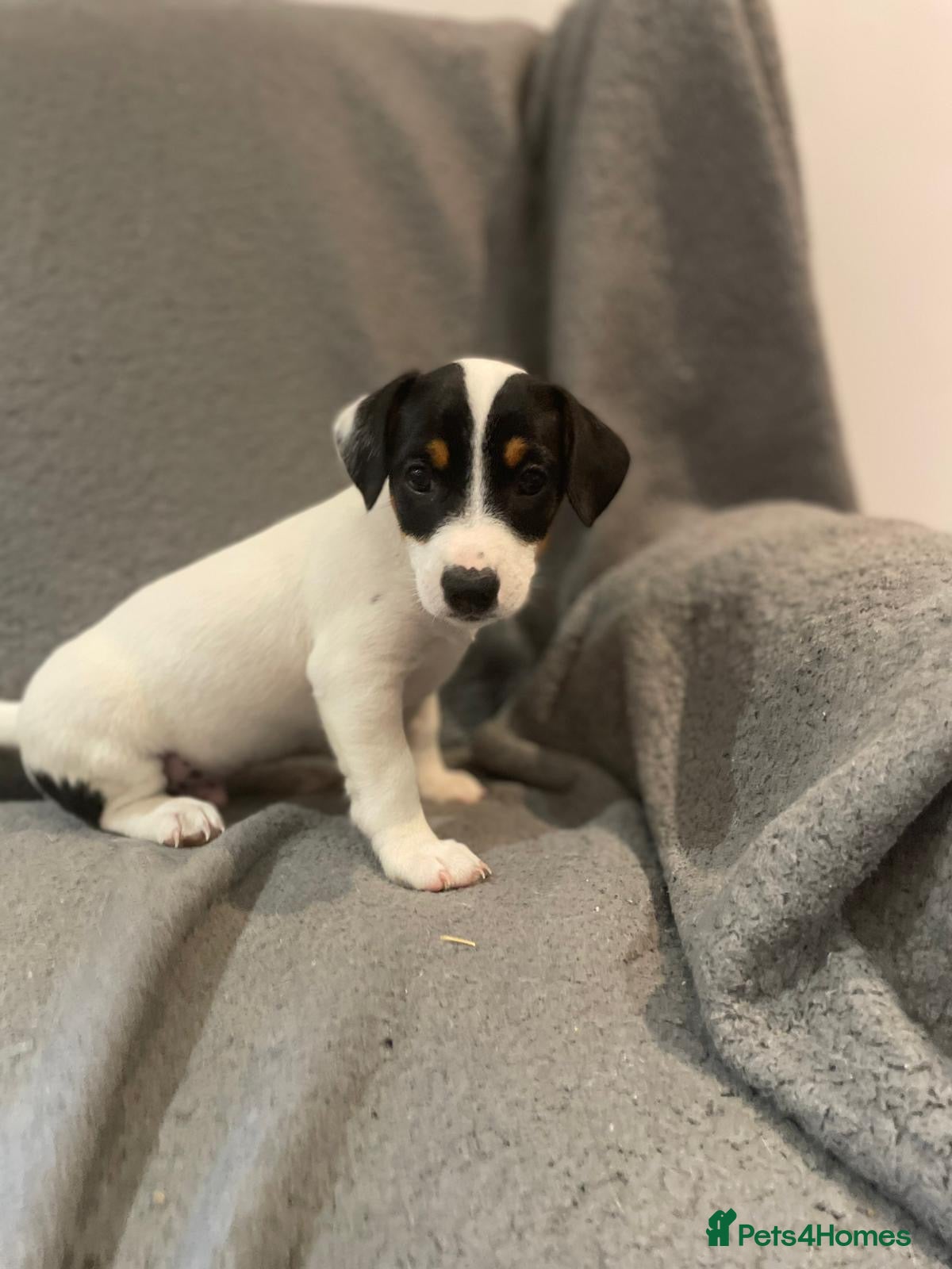 Jack Russell dogs jack russell puppies  - Advert 1