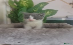 Mixed Breed cats for sale: Stunning  kittens looking  4 new home - Image 13