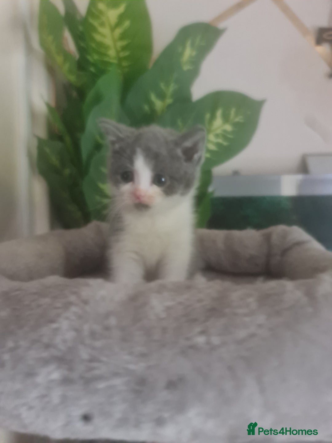 Mixed Breed cats for sale: Stunning  kittens looking  4 new home - Image 13