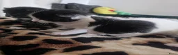 Mixed Breed cats for sale: Beautiful Black & White Kittens Looking for Homes - Advert 10