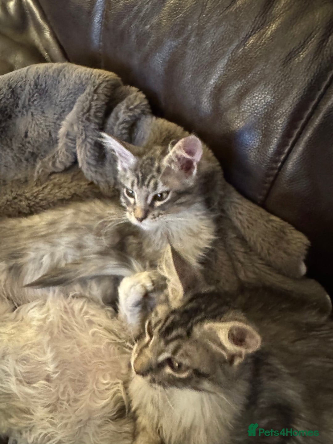 Maine Coon cats for sale: Three Mainecoon kittens for sale - Image 9