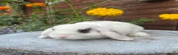 Mini Lop rabbits for sale: Mini lop bucks  ready to go now  - Advert 10