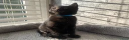 Mixed Breed cats for sale: Beautiful Black Kittens 🐾 - Advert 3