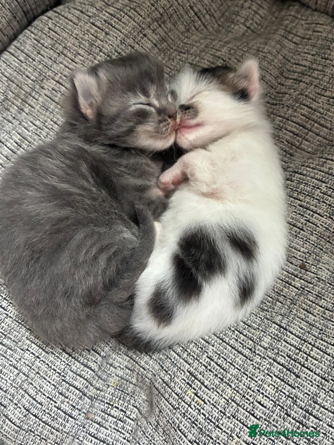 Mixed Breed cats for sale: 2 Beautiful and healthy kittens for sale  in Bath - Advert 2