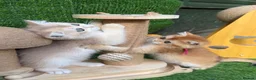British Shorthair cats for sale: British Sh/Longhair golden kittens GCCF  - Advert 7