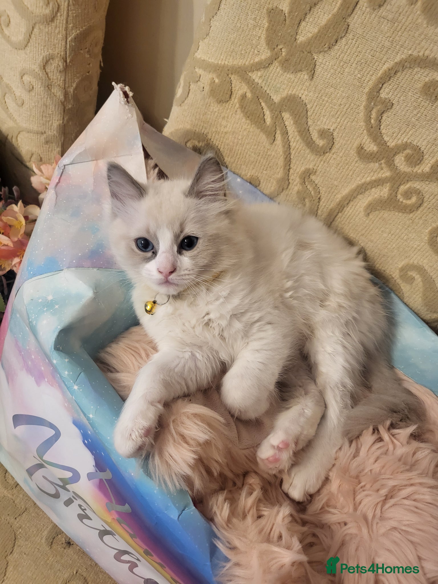 Ragdoll cats for sale: Exquisite pure ragdoll kittens  - Advert 6