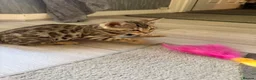 Bengal cats for sale: ⭐️ Ready now- STUNNING TICA REG ⭐️FEMALE BENGAL⭐️ - Advert 5