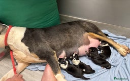 English Bull Terrier dogs for sale: Champion line bull terriers  - Image 2