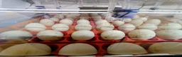 Mixed Breed birds for sale: Borotto Lumia 56 INCUBATOR  - Advert 3