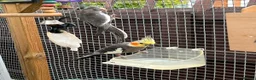 Budgerigars birds for sale: budgies & cockatiels  - Advert 7