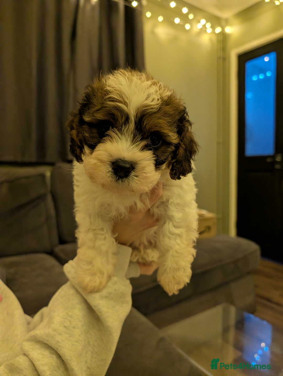 Mixed Breed dogs for sale: Beautiful cross Shih Tzu puppies  - Advert 5