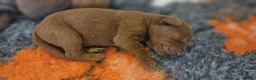 Labrador Retriever dogs for sale: 1 bitch available dark fox red KC registered  - Advert 11