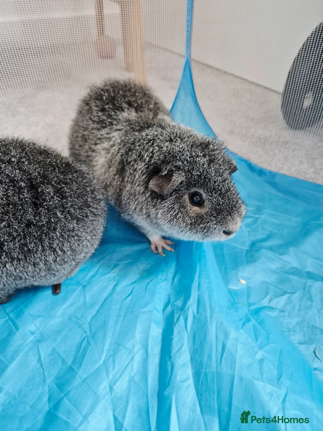 Guinea Pig rodents for sale: Bonded Boar Pair  - Advert 2
