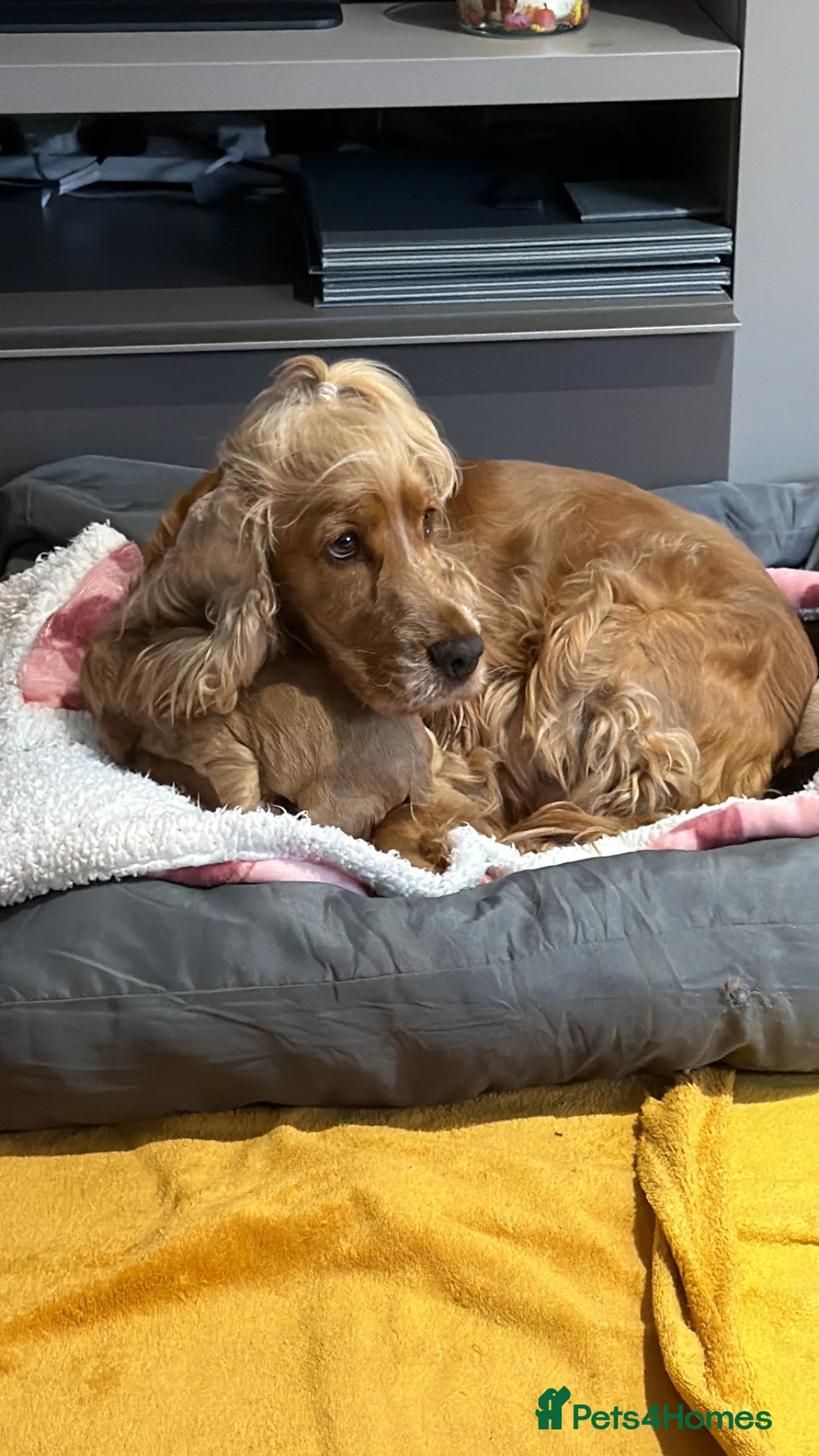 Cocker Spaniel dogs for sale: Show type cocker spaniels    - Advert 1