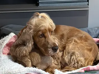 Cocker Spaniel dogs Show type cocker spaniels - Advert 3