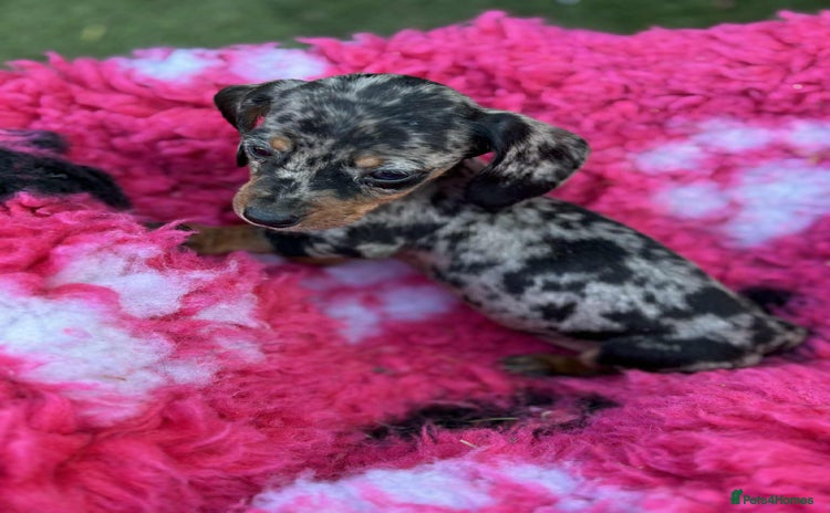 Miniature Dachshund dogs - Advert 1