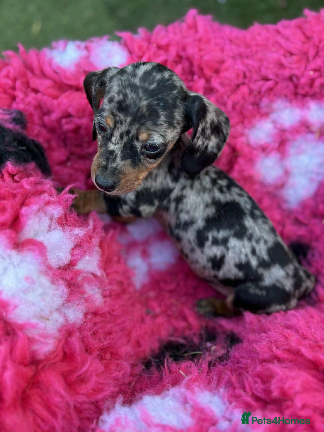 Miniature Dachshund dogs for sale: Miniature dachshunds  - Image 1