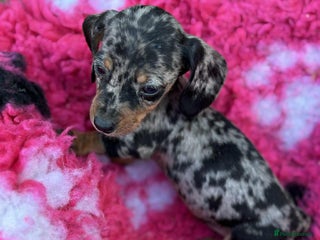 Miniature Dachshund dogs - Advert 13
