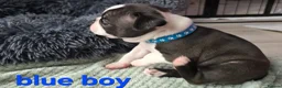 Boston Terrier dogs for sale: ⭐️KC registered beautiful Boston terrier puppies - Advert 16