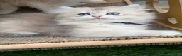 British Shorthair cats for sale: British Sh/Longhair golden kittens GCCF  - Advert 4
